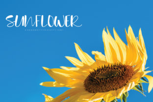 Discover the Magic of Sunflower: A Script Handwritten Font for Editorial Design